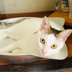 アイくん、