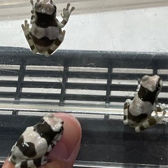 ミルキーフロッグ　カエルの画像