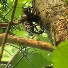天然 ミヤマクワガタ 13ペアの画像