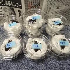 天然 ミヤマクワガタ 13ペアの画像