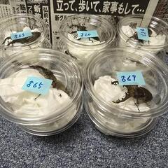 天然 ミヤマクワガタ 13ペアの画像