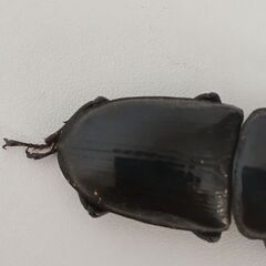 オオクワガタ　メスの画像