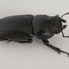 オオクワガタ　メスの画像