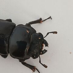 オオクワガタ　メスの画像