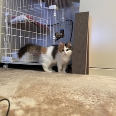 アイリスオーヤマ製 猫用2段ケージの画像