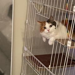 アイリスオーヤマ製 猫用2段ケージの画像