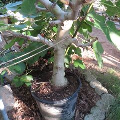 鉢植えイチジクの木　鉢の大きさ＝φ280×260mm　幹太さ＝φ70mm　木の高さ＝約2000mm　の画像