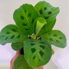 🉐独特な葉模様！夜は眠る♪希少カラテアマランタ！可愛い観葉植物の画像