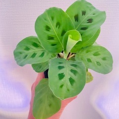 🉐独特な葉模様！夜は眠る♪希少カラテアマランタ！可愛い観葉植物の画像