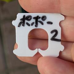 ポポー苗木 ② 果樹 トロピカルフルーツの画像
