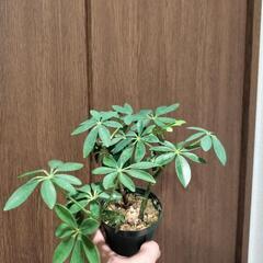 A95 観葉植物 カポックの画像