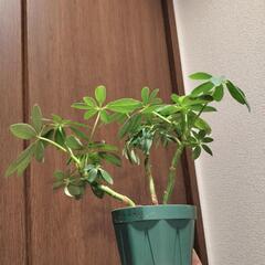 A95 観葉植物 カポックの画像