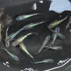 🔶残り１００匹🔶ミックスめだか１００匹の画像