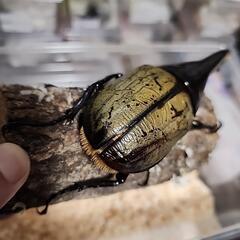 ヘラクレスオオカブト♂️155A品♀️フリーサイズペアの画像