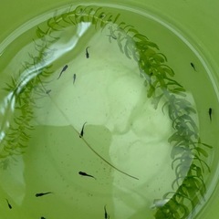 オロチめだかの針子から稚魚20匹の画像
