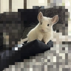 急募　チンチラ　パイド系　オス3才