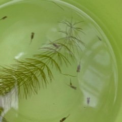夜桜ゴールド針子〜稚魚10匹
の画像