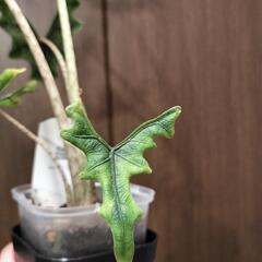 A99 観葉植物 アロカシア ジャックリンの画像