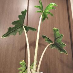 A99 観葉植物 アロカシア ジャックリンの画像