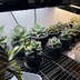 ランキングキーワードに紐づく投稿画像-多肉植物