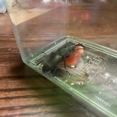 ノコギリクワガタオスの画像
