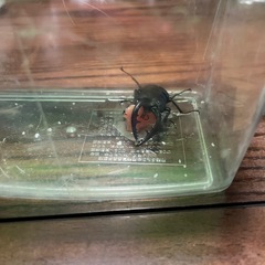 ノコギリクワガタオスの画像