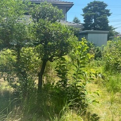 草刈り　伐採やります。