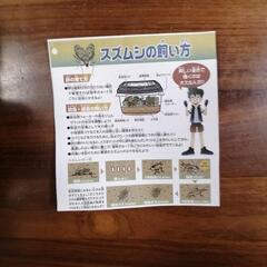 涼しい音色！鈴虫成虫3ペア小学生の自由課題に全国代引き発送できますの画像