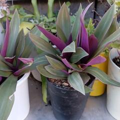 オーロラ　観葉植物の画像