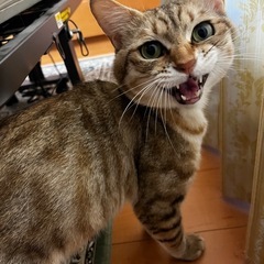 【急募】オス猫推定3歳