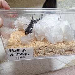 ツシマヒラタ雄単の画像