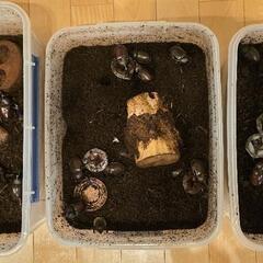 問合せ多い為新規一旦停止カブトムシ 成虫 数量限りありの画像