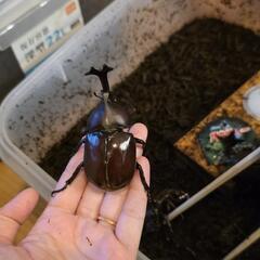 問合せ多い為新規一旦停止カブトムシ 成虫 数量限りありの画像