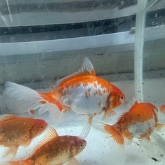金魚　ジャンボ獅子頭2匹ドラジャン2匹の画像