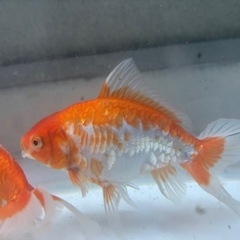 金魚　ジャンボ獅子頭2匹ドラジャン2匹の画像