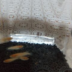 楊貴妃ヒレ長稚魚5匹の画像