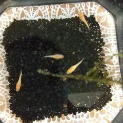楊貴妃ヒレ長稚魚5匹の画像