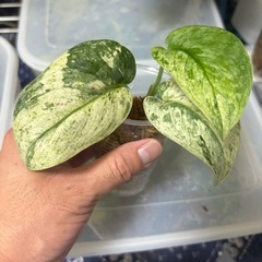 スキンダプサス　ピースンマーブル斑入り　観葉植物の画像