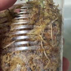 スキンダプサス　ピースンマーブル斑入り　観葉植物の画像