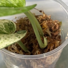 スキンダプサス　ピースンマーブル斑入り　観葉植物の画像