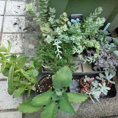 【無料】多肉植物いろいろ（春萌、ロッシ、桃月、花うらら、桜牡丹など）の画像