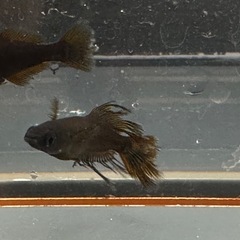 メダカ 戦艦🐉1ペア＋メスの画像