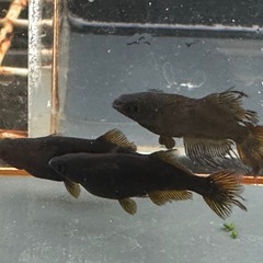 メダカ 戦艦🐉1ペア＋メスの画像