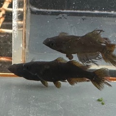 メダカ 戦艦🐉1ペア＋メスの画像