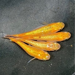 サバンナ直系サンシャイン若魚の画像