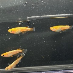 サバンナ直系サンシャイン若魚の画像