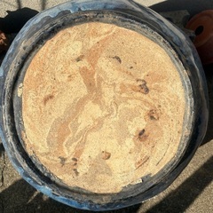 火鉢 メダカ 水生植物 水蓮 金魚の画像