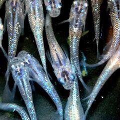 【改良メダカ】サファイア系の若魚の画像