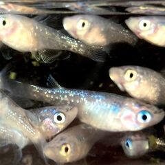 【改良メダカ】サファイア系の若魚の画像