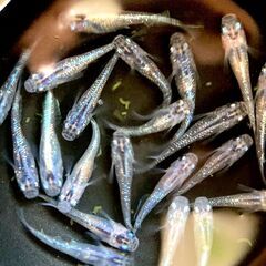 【改良メダカ】サファイア系の若魚の画像